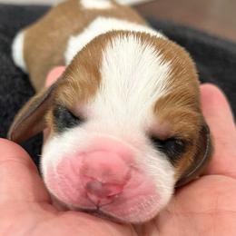 Whoppers (brown) - Black white and brown male Basset Hound puppy in Kingsport, Tennessee from Bear’s Bassets