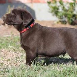 Labrador Retriever Puppies from Goggins Lonestar Farms