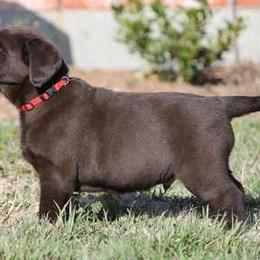 Labrador Retriever Puppies from Goggins Lonestar Farms