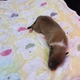 Erica - Sable and white female Collie puppy in Carencro, Louisiana from Cajun Bayou's Collies LLC