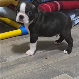 Arrow - Black brindle and white male Boston Terrier puppy in Billings, Missouri from Azaleas Euro Boxers & Boston Terriers