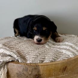 Samantha - Black tri-color female Aussiedoodle puppy in Adams, Nebraska from Boxcar Doodles and Poodles