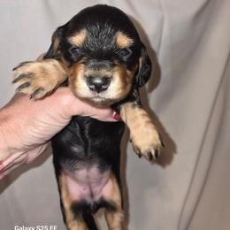 Lilly - Black and cream female Dachshund puppy in Antlers, Oklahoma from MoMo's Dachshunds