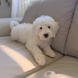 Sugar - Parti female Goldendoodle puppy in Vancouver, Washington from Blissful Doodles