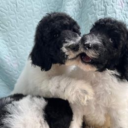 Goldendoodle and Poodle Puppies from Elizabeth Rocha's Doodles
