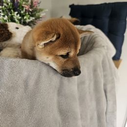 Shiba Inu Puppies from Shiba Shenanigans