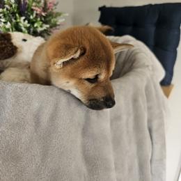 Shiba Inu Puppies from Shiba Shenanigans
