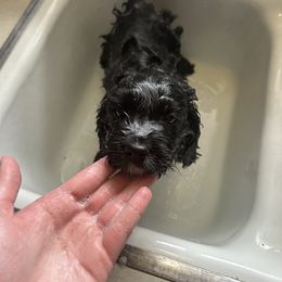 Cockapoo and Cocker Spaniel Puppies from Penny’s Perfect Pups