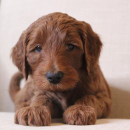 Goldendoodle Puppies from Cossey Doodles