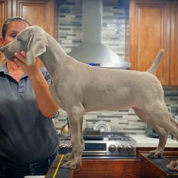 German Shorthaired Pointer and Weimaraner Puppies from SilverBay GunDogs