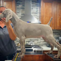 German Shorthaired Pointer and Weimaraner Puppies from SilverBay GunDogs