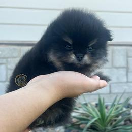 Boy 3 - Black and tan male Pomeranian puppy in Abilene, Texas from Blessedpoms