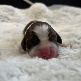 Pickles - Liver and white English Springer Spaniel puppy in Salem, Oregon from Ivy Hill English Springer Spaniels