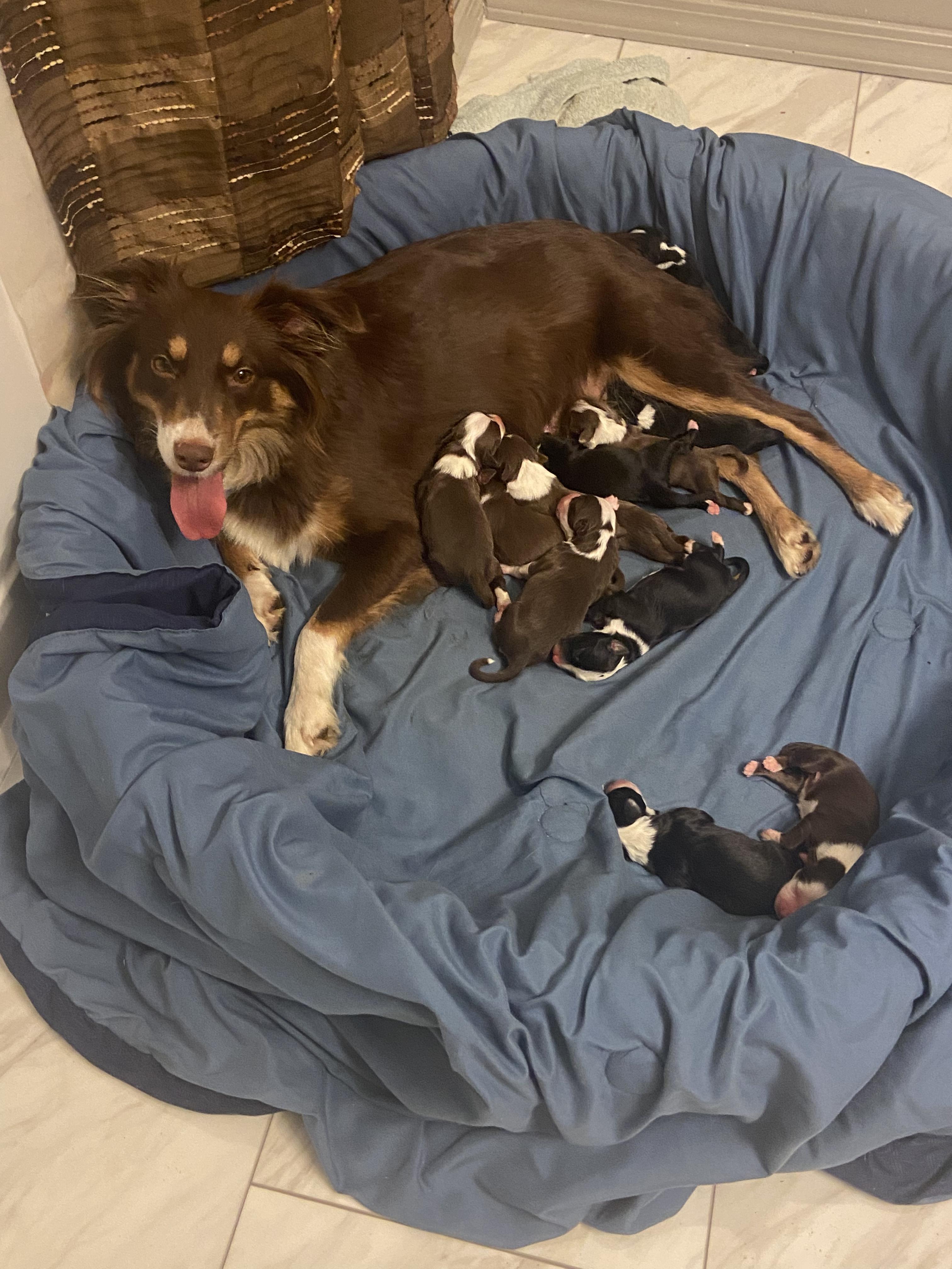 M & M Mini Aussies in Oklahoma Miniature Australian Shepherd puppies