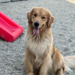 Amy Lou - Golden Retriever