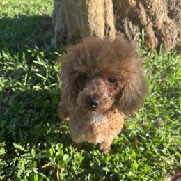 Penelope - Poodle