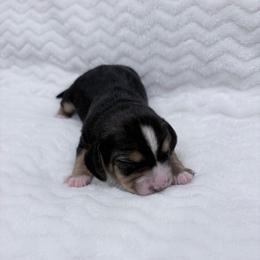 Pocket Beagle Male 1 - Black tan and white male Beagle puppy in Gentry, Arkansas from HC Puppy Ranch