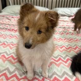 Lex - Sable merle and white male Shetland Sheepdog puppy in Jefferson City, Missouri from Bax’s Babies