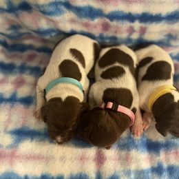 German Shorthaired Pointer and Jack Russell Terrier Puppies from Ivy Creek Kennels