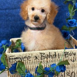 Eevee B1 blue - Red  male Poodle puppy in Haines City, Florida from Camic Cockapoos