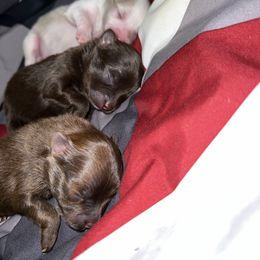 Pomeranian Puppies from GTBBF Pomeranians