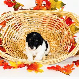 Mufasa - Black male Goldendoodle puppy in Kissimmee, Florida from Poodle Doodle Kennels
