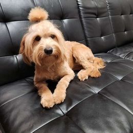 Cinnabun - Goldendoodle