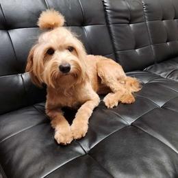 Cinnabun - Goldendoodle