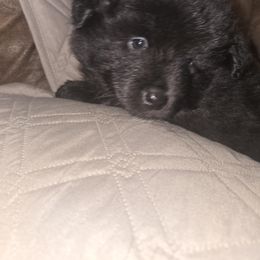 BUDDY - Black male Keeshond puppy in Tipton, Indiana from Keeshond Country Paradise