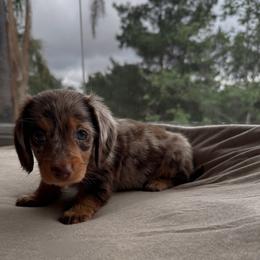 Boba - Dapple male Dachshund puppy in San Diego, California from Enchantables