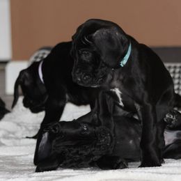Great Danes from Spiritual Danes