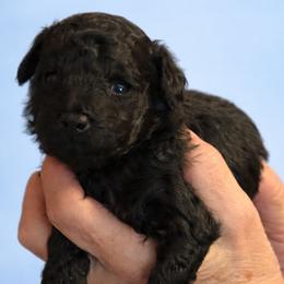 Sage - Black male Poodle puppy in Tallahassee, Florida from Bows and Bow Ties