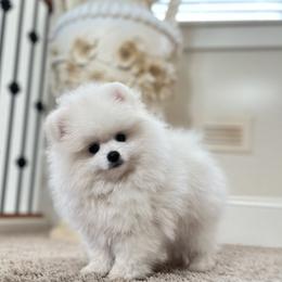 Vanilla-Rose - White female Pomeranian puppy in Salem, Oregon from Moore Poms
