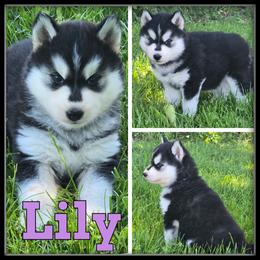 Lily - Black and white female Siberian Husky puppy in Merrill, Michigan from Haase Family Kennels
