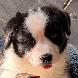 Liberace - Black and white male Cardigan Welsh Corgi puppy in Amsterdam, New York from Castle Cardigan Welsh Corgis