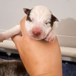 Brisby (ASDR) - Red speckled male Australian Cattle Dog puppy in Marana, Arizona from Impact 3rd Australian Cattle Dogs