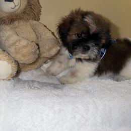 Yoyo - Tricolor male Shih Tzu puppy in Ocala, Florida from Mimi's Shih-tzus of Ocala