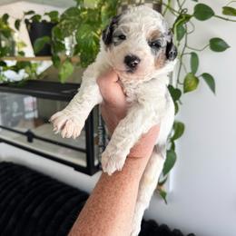 Scandal - Blue merle male Aussiedoodle puppy in Inman, South Carolina from Dark Corner Doodles