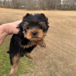 Boy number 1 - Black and tan male Yorkshire Terrier puppy in Statham, Georgia from The Yorkie Love Shack