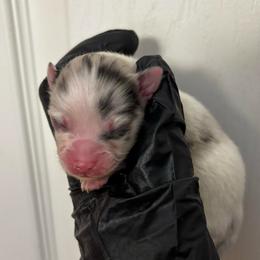 Snowelle Lou - Blue merle female Pomeranian puppy in Douglas, Massachusetts from Country Oak Poms LLC