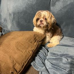 Buster - Shih Tzu