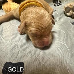 Gold Collar - Golden male Golden Retriever puppy in Tulsa, Oklahoma from Triple J Goldens, LLC