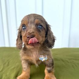 Salem - Dapple male Dachshund puppy in Cave City, Kentucky from Mammoth Cave Dachshunds