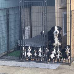 Greater Swiss Mountain Dog Puppies from Woodland Swissie’s