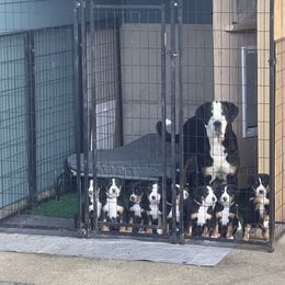 Greater Swiss Mountain Dog Puppies from Woodland Swissie’s