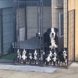 Greater Swiss Mountain Dog Puppies from Woodland Swissie’s