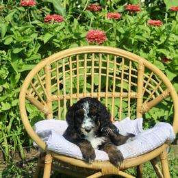 Gwen - Tri-color female Bernedoodle puppy in Lowry City, Missouri from Cooper Creek Puppies