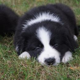 Australian Shepherd Puppies from MilkyWay Aussies with Tails