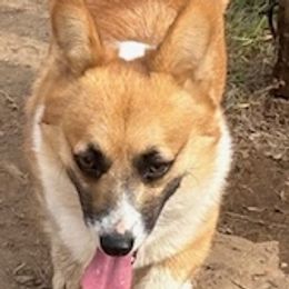 Blondie - Pembroke Welsh Corgi