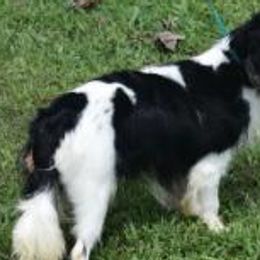 Smokey - Cavalier King Charles Spaniel